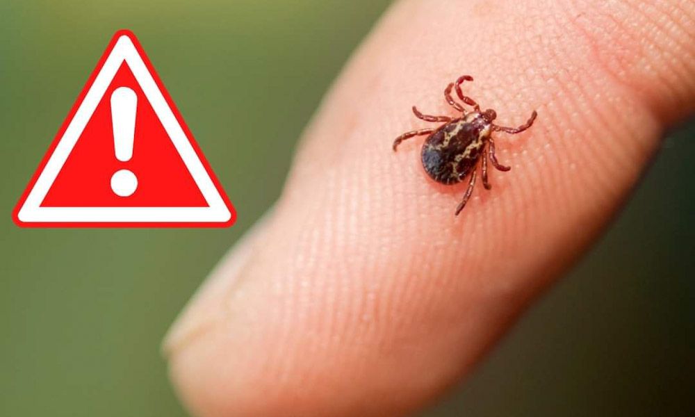 Spitalul Județean de Urgență Buzău atrage atenția asupra riscului de înțepături de căpușe în zonele cu vegetație densă