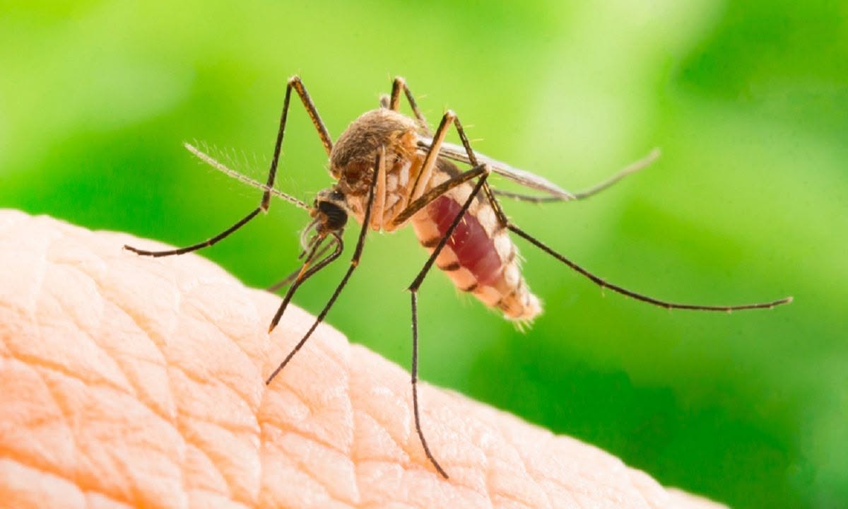 Centrul Regional de Transfuzie Sanguină Timișoara avertizează donatorii privind riscurile asociate virusului West Nile