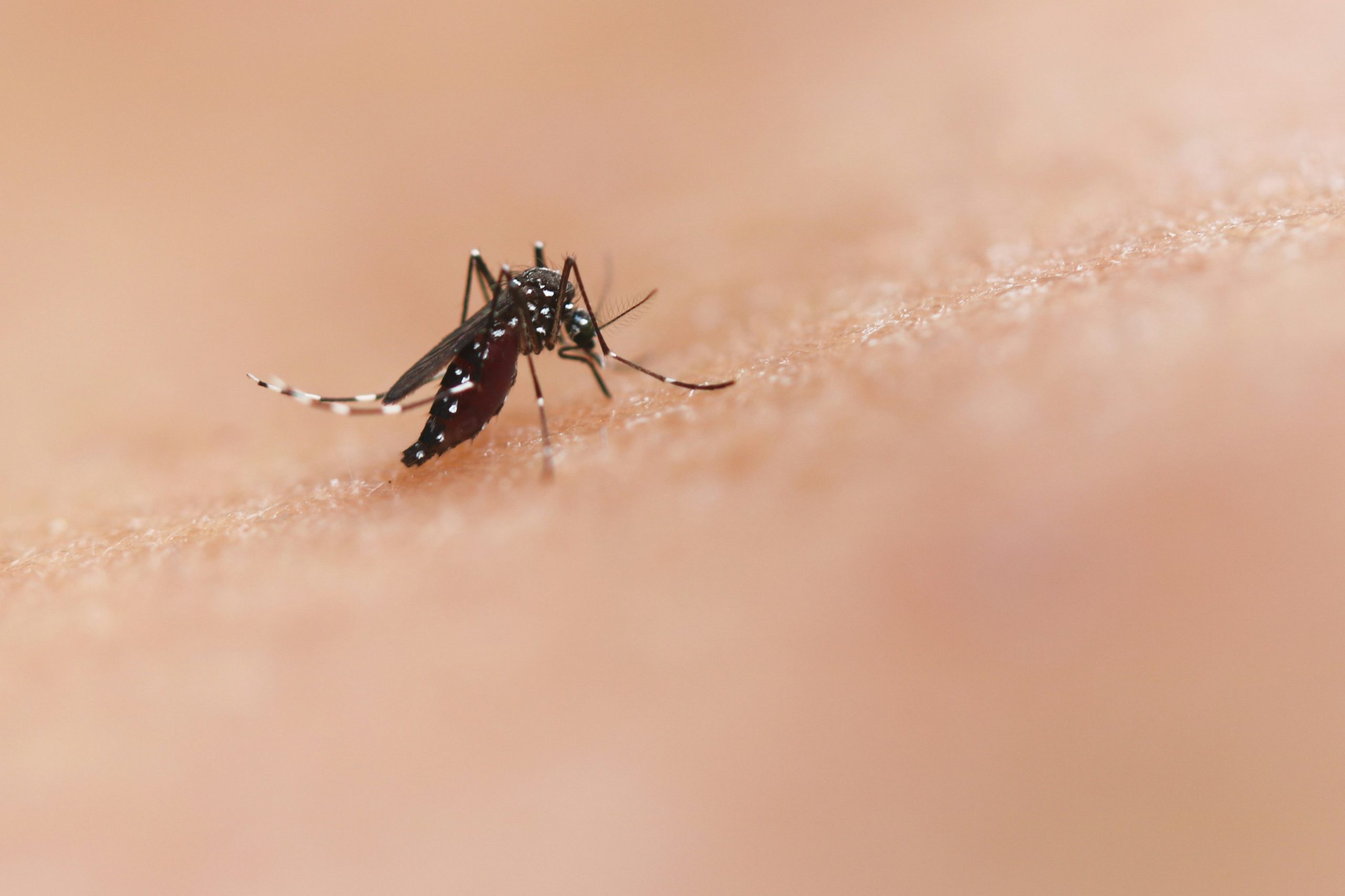 INSP: 123 de cazuri de infecție cu virusul West Nile și 11 decese în România, în perioada 3 iunie – 14 octombrie 2026